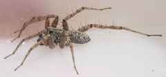 Pardosa sura