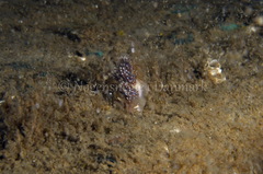Facelina auriculata