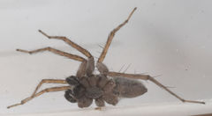 Pardosa sura