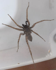 Pardosa sura