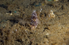 Facelina auriculata