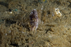 Facelina auriculata