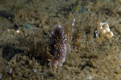 Facelina auriculata