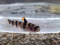 Mugilogobius tigrinus