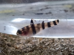 Mugilogobius tigrinus
