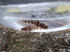 Mugilogobius tigrinus