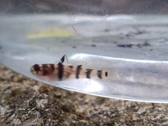 Mugilogobius tigrinus