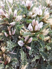 Astragalus tragacantha