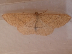 Cyclophora ruficiliaria