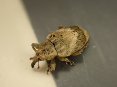 Aneuma compta