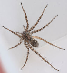 Pardosa sura