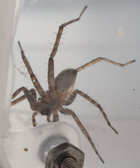 Pardosa sura
