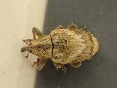 Aneuma compta