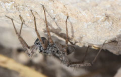 Pardosa sura