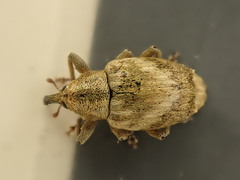 Aneuma compta