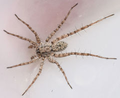 Pardosa sura