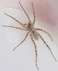 Pardosa sura