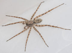 Pardosa sura