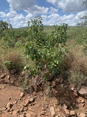 Pterocarpus rotundifolius image