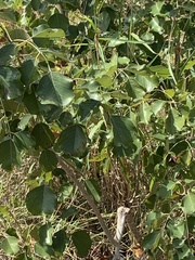 Pterocarpus rotundifolius image