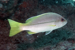Lutjanus vitta