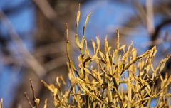 Viscum articulatum