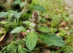 Ajuga decumbens