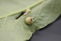 Phylloxera caryaeavellana