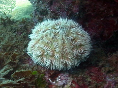 Tripneustes ventricosus