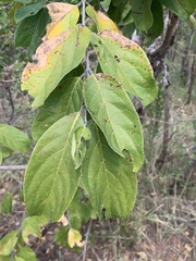 Combretum collinum