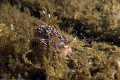 Facelina auriculata