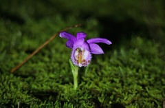 Pleione formosana