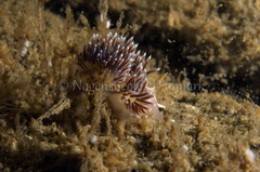 Facelina auriculata