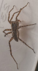 Pardosa sura