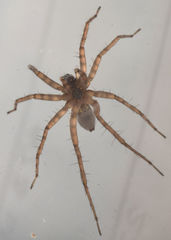 Pardosa sura