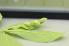 Phylloxera caryaeavellana