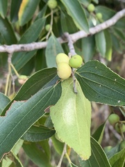 Ziziphus rivularis