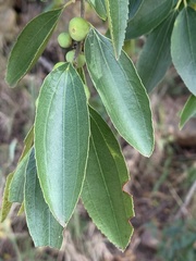 Ziziphus rivularis