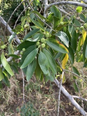 Ziziphus rivularis