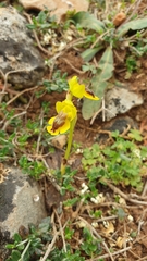 Ophrys lutea phryganae