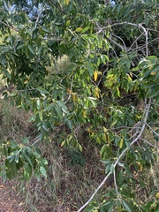 Ziziphus rivularis