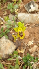 Ophrys lutea phryganae