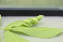 Phylloxera caryaeavellana