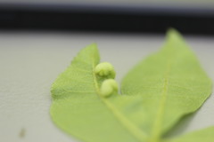 Phylloxera caryaeavellana