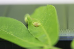 Phylloxera caryaeavellana