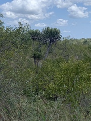 Euphorbia confinalis