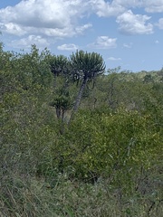 Euphorbia confinalis