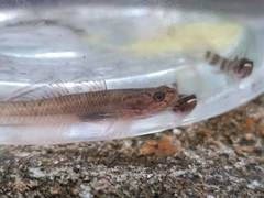 Mugilogobius chulae
