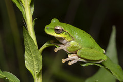 Ranoidea barringtonensis