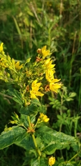 Lysimachia vulgaris